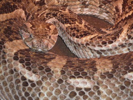 B.arietans