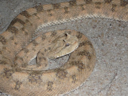 C. cerastes